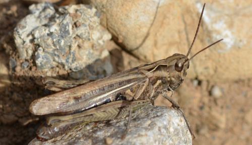 Réf. 353 161 : Chorthippus sp.